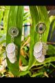 Flock of Circles Silver Filigree Stud Earrings